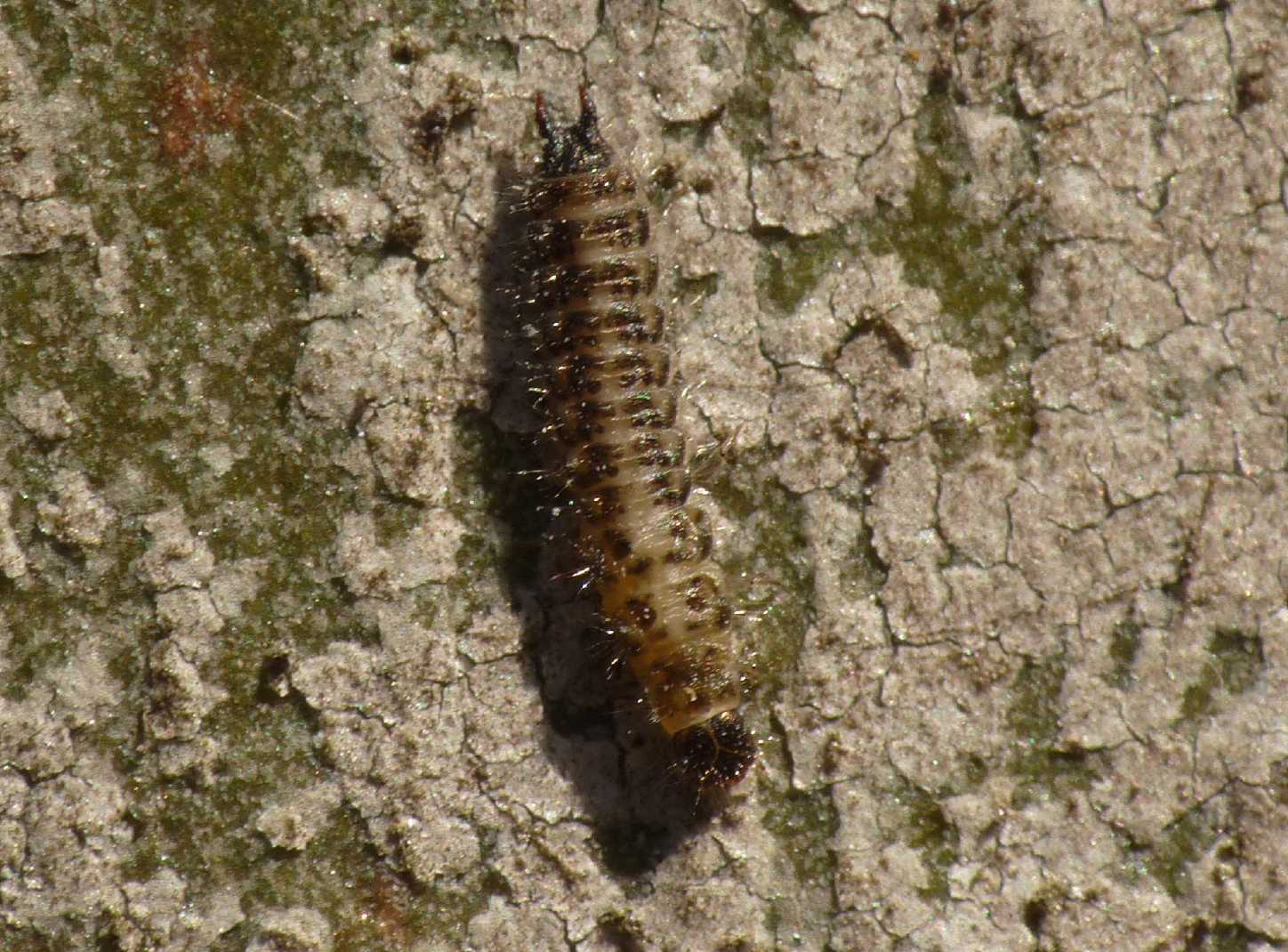 Larva di Malachiidae